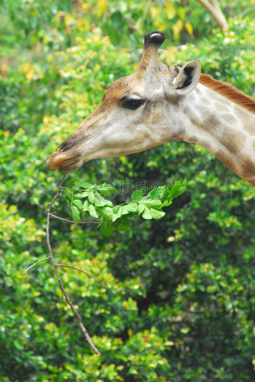 年轻的成年长颈鹿吃树叶叶子生活身体生物动物园哺乳动物动物野生动物毛皮脖子图片