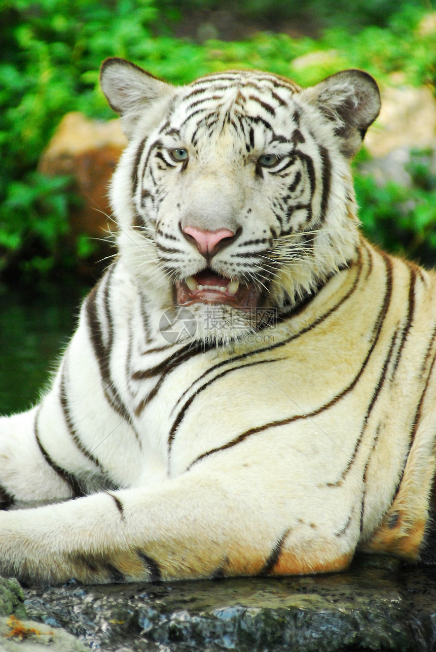 白老虎被囚禁的野生生命拍摄动物园白色捕食者舌头野生动物动物群毛皮动物图片