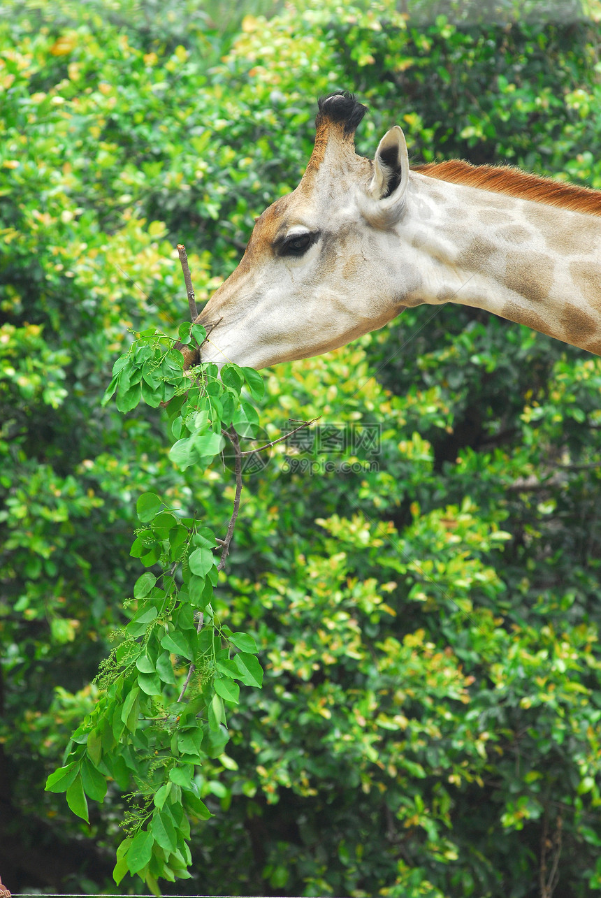 年轻的成年长颈鹿吃树叶动物园哺乳动物身体生物动物毛皮栖息地生活脖子叶子图片