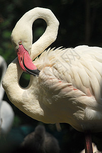 粉红色火烈鸟头的详情红色动物热带橙子羽毛白色粉色脖子荒野动物群背景图片