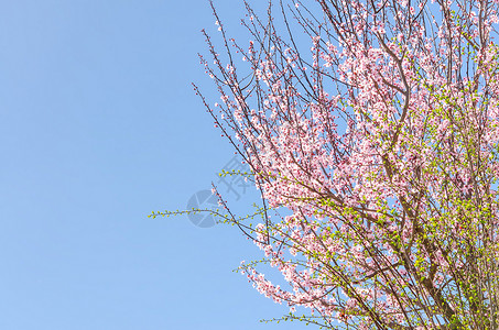 春开的粉红樱花樱桃树高清图片