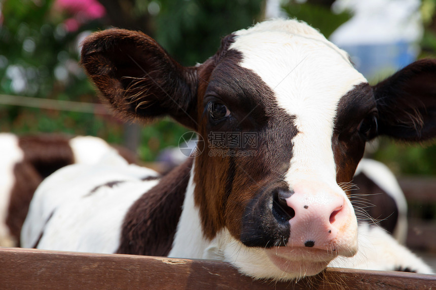 特写牛群动物奶牛国家农业草地家畜奶制品水平乡村棕色图片