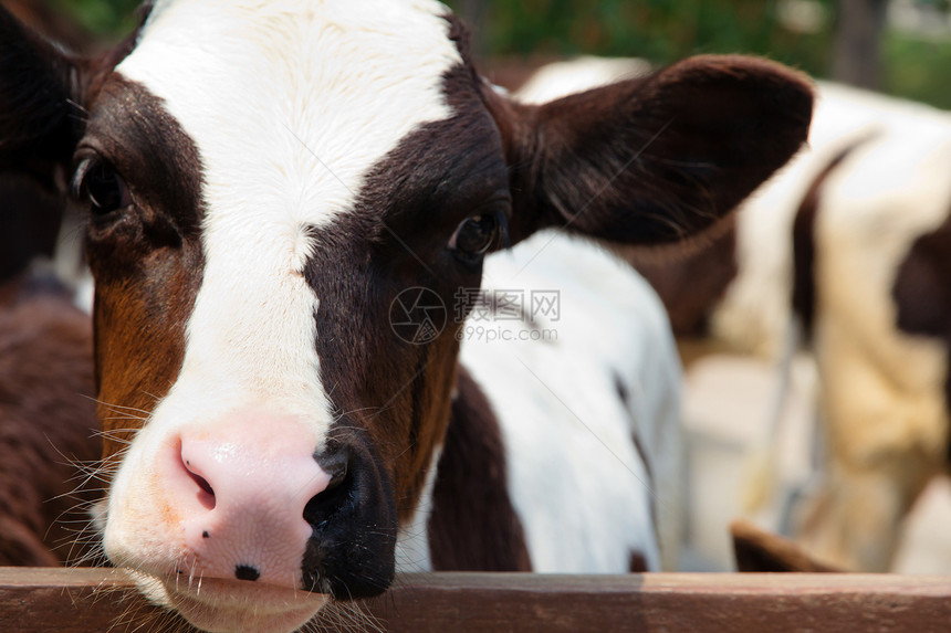 特写牛群奶制品乡村农场农业鼻子奶牛家畜场景草地水平图片