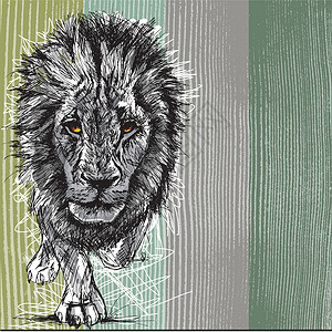 雄伟狮子非洲一头雄性大狮子的拼图眼睛毛皮生态绘画豹属男性动物头发哺乳动物荒野设计图片