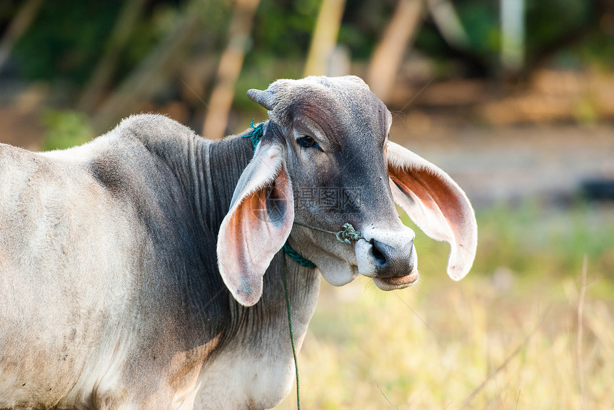 泰国野外的牛群长耳朵繁殖着泰国农村牧场草地哺乳动物农场场地奶牛地平线照片牛肉图片