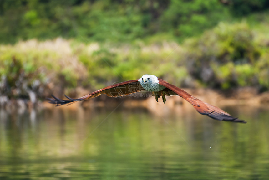 高速飞行的闪光风筝野生动物淡水少年捕食者航班翅膀自由猎人钓鱼攻击图片