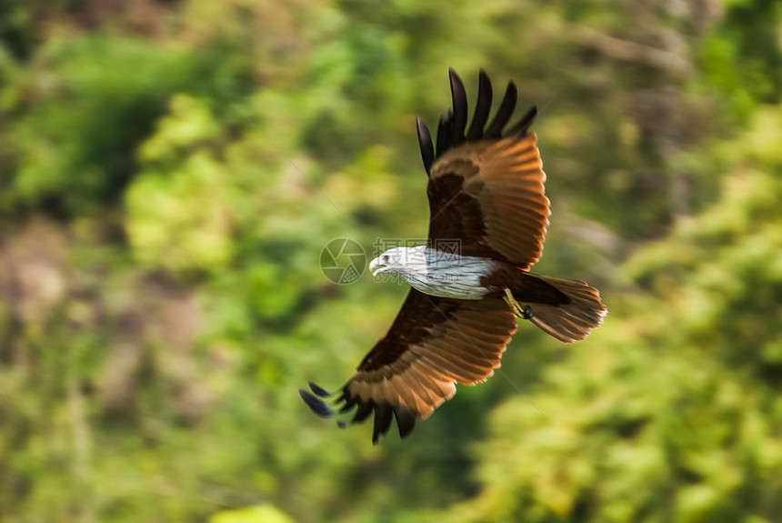 高速飞行的闪光风筝少年攻击梧桐树荒野野生动物捕食者航班翅膀猎人自由图片