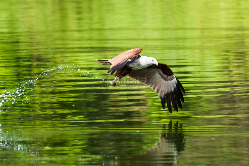 高速飞行的闪光风筝捕食者野生动物猎人翅膀淡水自由钓鱼荒野少年航班图片