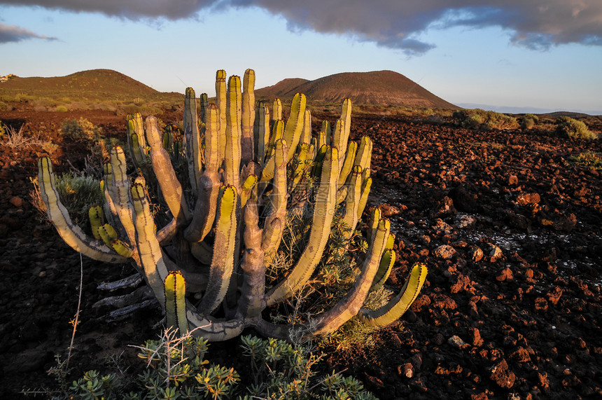 沙漠中的仙人掌植被干旱绿色蓝色远景太阳侵蚀阳光天空水平图片