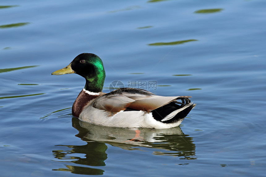 湖边的野马公园游泳荒野鸭子反射动物男性蓝色绿色野生动物图片