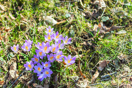 春花盛开 美丽的小花花背景图片