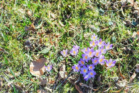 春花花在草地上背景图片