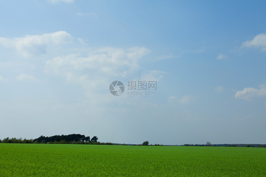 新的绿麦田谷物场地乡村农业生态地平线天空种植栽培风景图片