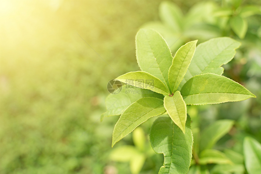 春季风景植物森林生活草地阳光公园环境叶子场地宏观图片