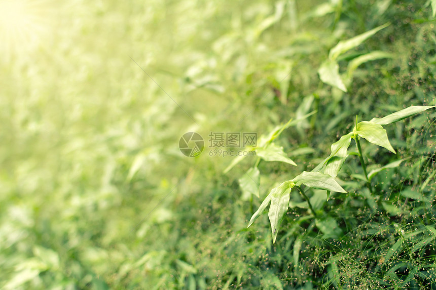 春季风景植物季节阳光森林场地宏观树叶生活植物学花园图片