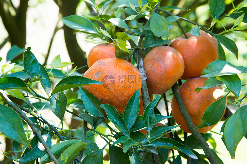 泰国种植园上种果子的橙树图片
