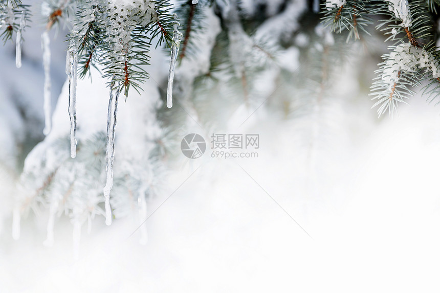 冬季背景 在fir树上有冰柱图片