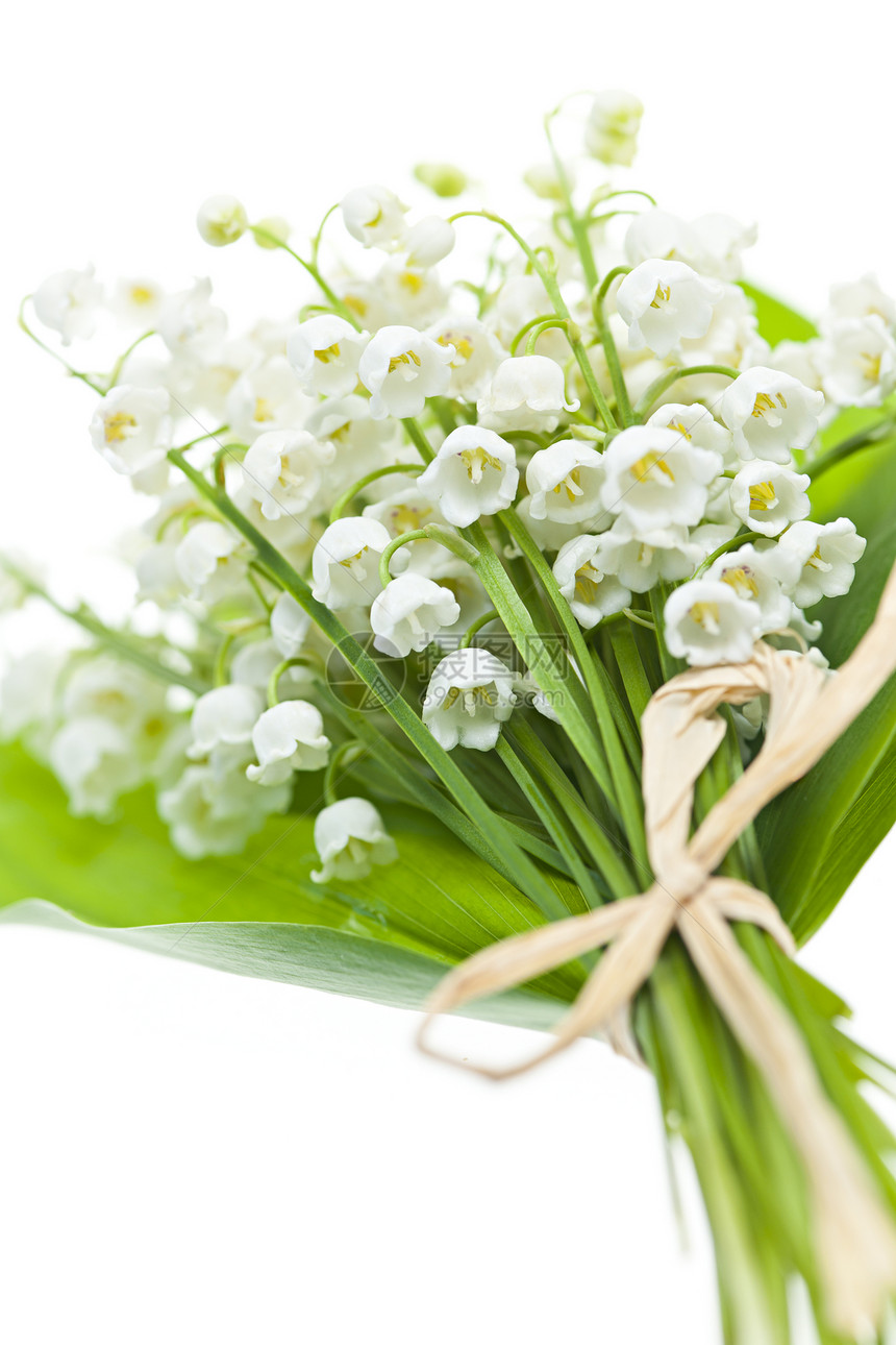 白色的百合华丽鲜花植物群花束细绳叶子树叶乡村花瓣荒野绿色投标图片