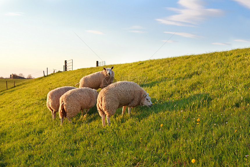 在青春草原上放牧的绵羊图片