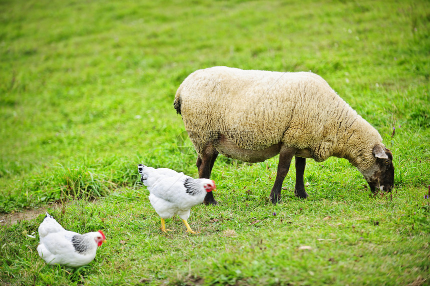牧羊和养鸡在农场放牧图片