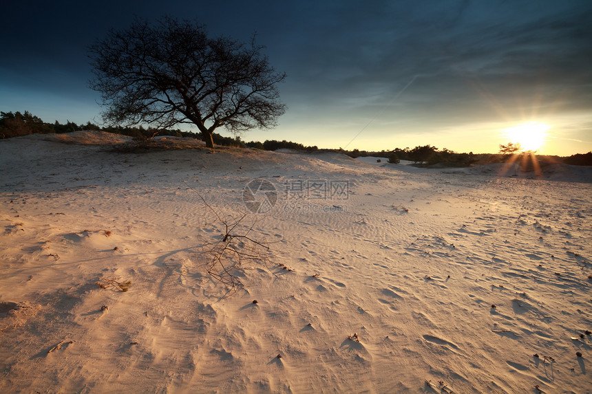 沙丘和树上阳光照耀日落图片