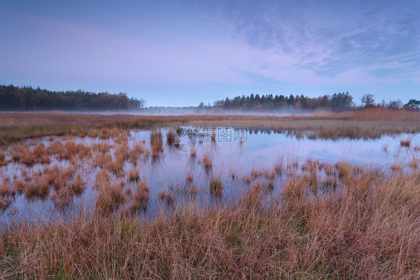 粉色秋天在森林沼泽上日出蓝色薄雾荒野反射农村天空紫色季节季节性日落图片