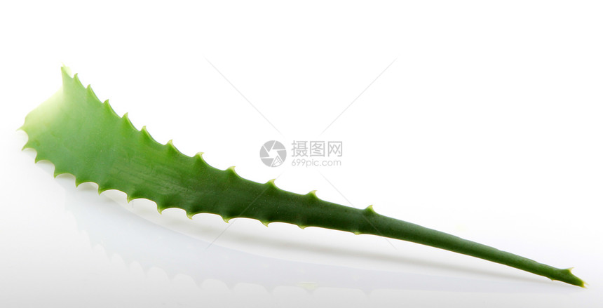 白上隔离的 Aloe vera植物芦荟花植物学愈合叶子果汁护理生长草本植物皮肤化妆品图片