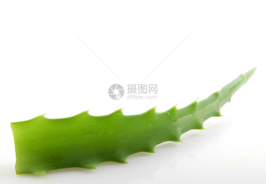 白上隔离的 Aloe vera植物治愈叶子果汁草本植物药品沙漠化妆品植物学芦荟花护理图片