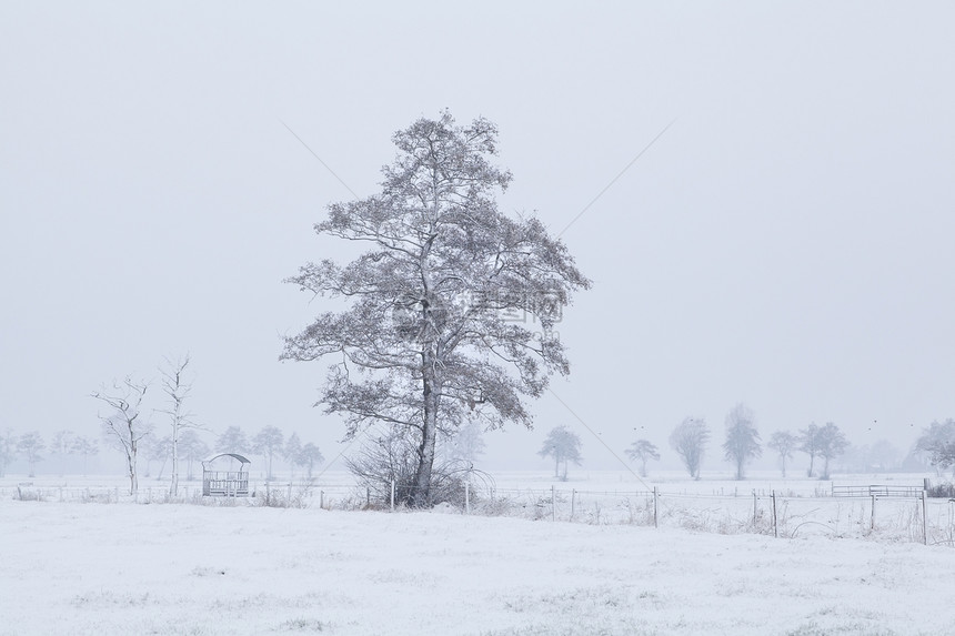 冬季荷兰农田上下雪的树木图片