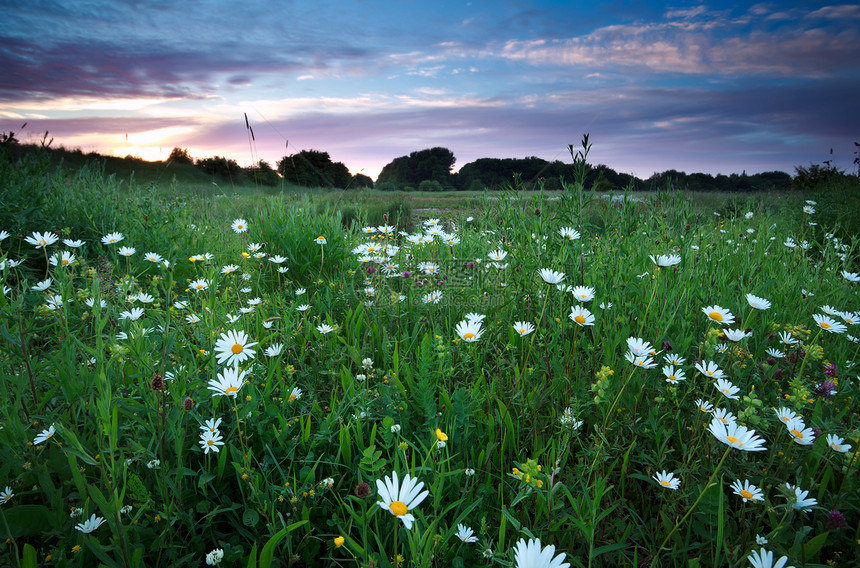 日落时夏秋草原上的白米花图片