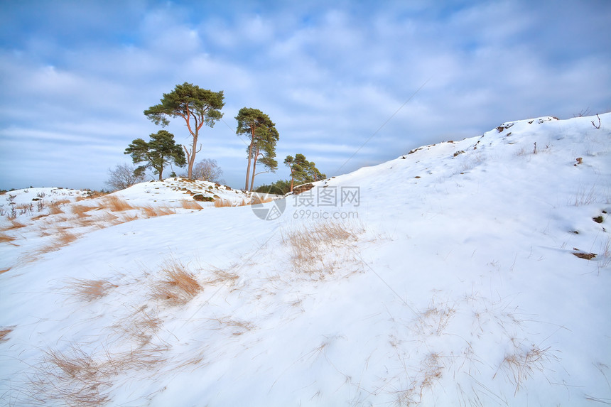 雪山上的松树云杉针叶天空荒野阳光草地晴天蓝色风景季节图片