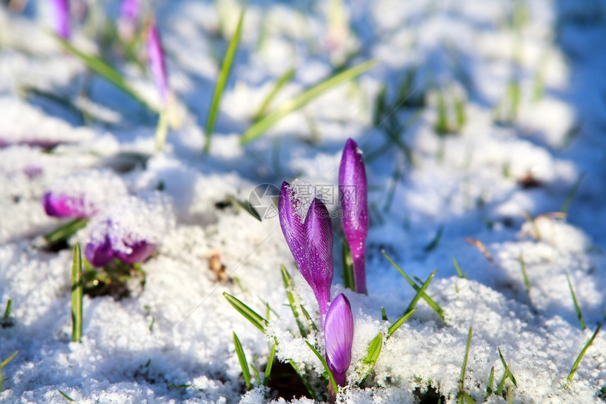 雪中花朵晴天野花植物宏观荒野风景紫色季节植物群阳光图片
