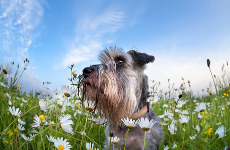 迷你雪纳瑞犬带花的可爱迷你小狗背景