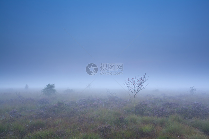 浓雾中沼泽上的罗文树和石南花图片