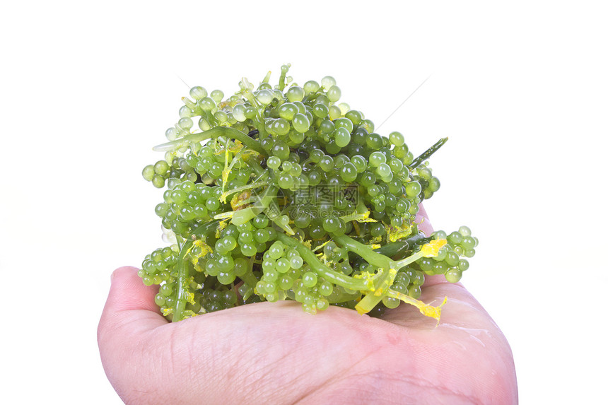大洋海葡萄海藻食物美食海洋沙拉美味藻类叶子棕色产品绿色图片