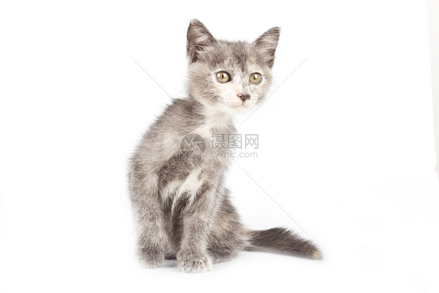 黄眼猫动物哺乳动物猫科荒野爪子头发眼睛棕色小猫乐趣图片