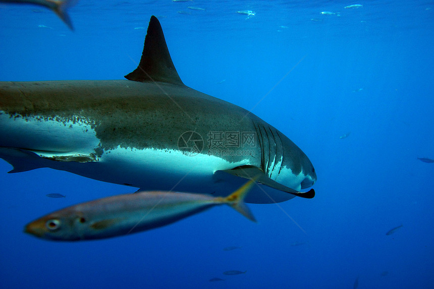 大白鲨物种游泳瓜达动物潜水鲨鱼濒危服装图片