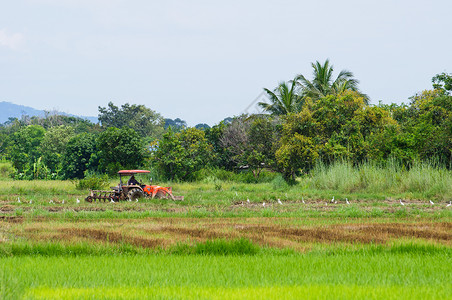 开拖拉机农民用拖拉机播种男人车辆劳动安全机器引擎粮食国家帽子热带背景