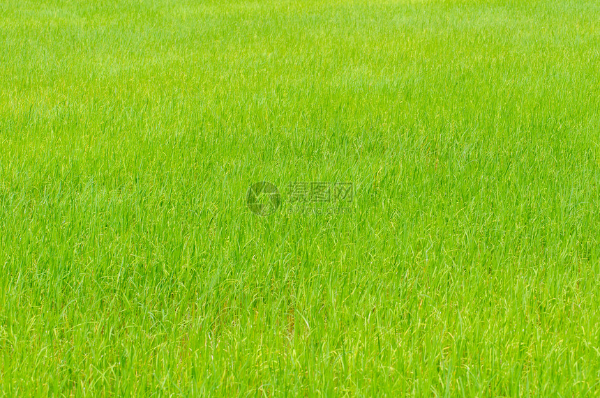 玉米田的稻米种植农场谷物刀刃粮食叶子农田地球收成牧场植物群图片