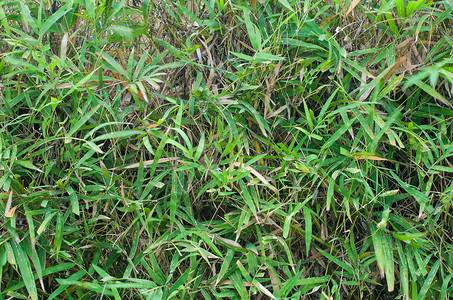 竹黑黑地纹理竹子植物植物学叶子森林植物群文化边界框架树枝背景图片