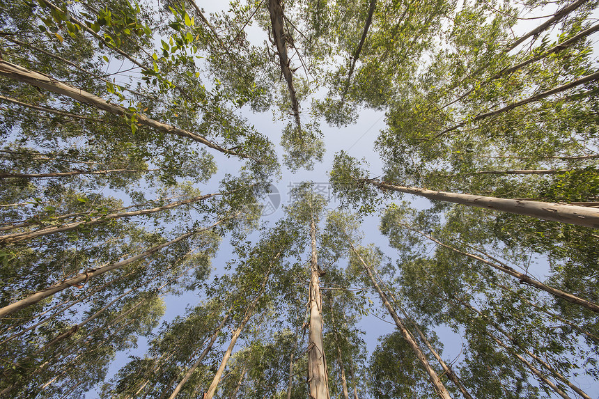 Eucalyptus 树植物环境绿色乡村公园场景叶子场地工厂森林图片