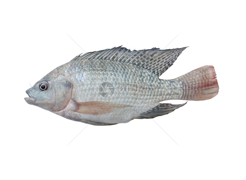 芒芒果鱼海洋食物饮食白色皮肤图片