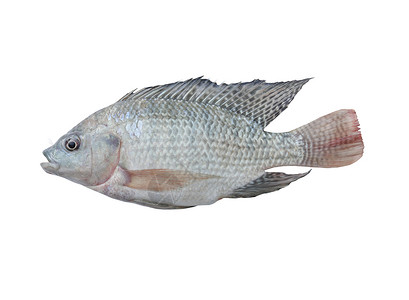 芒芒果鱼海洋食物饮食白色皮肤高清图片