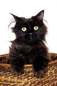 黑猫在篮子里背景图片
