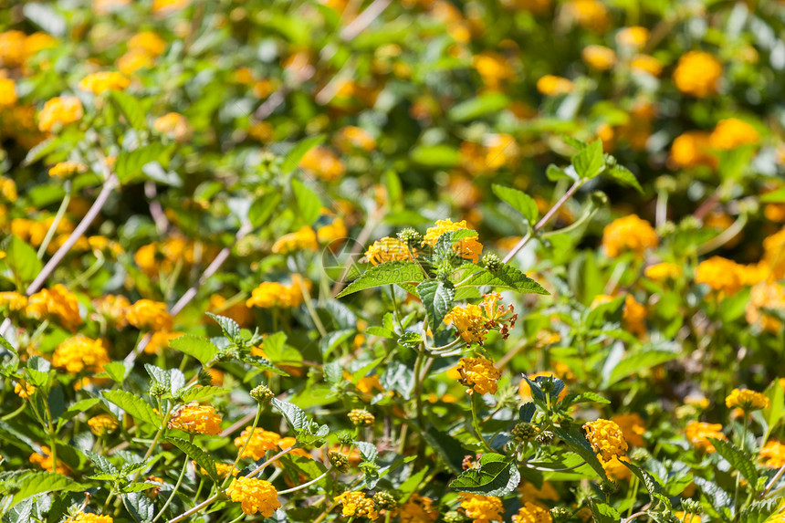 野黄花黄色植物群场地植物荒野草地墙纸花瓣毛茛绿色图片