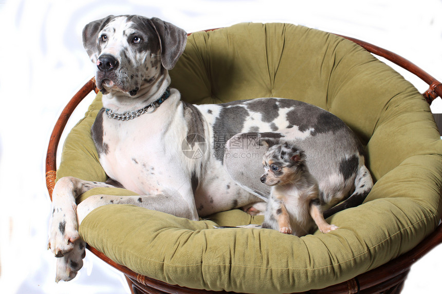 两只狗坐在椅子上图片