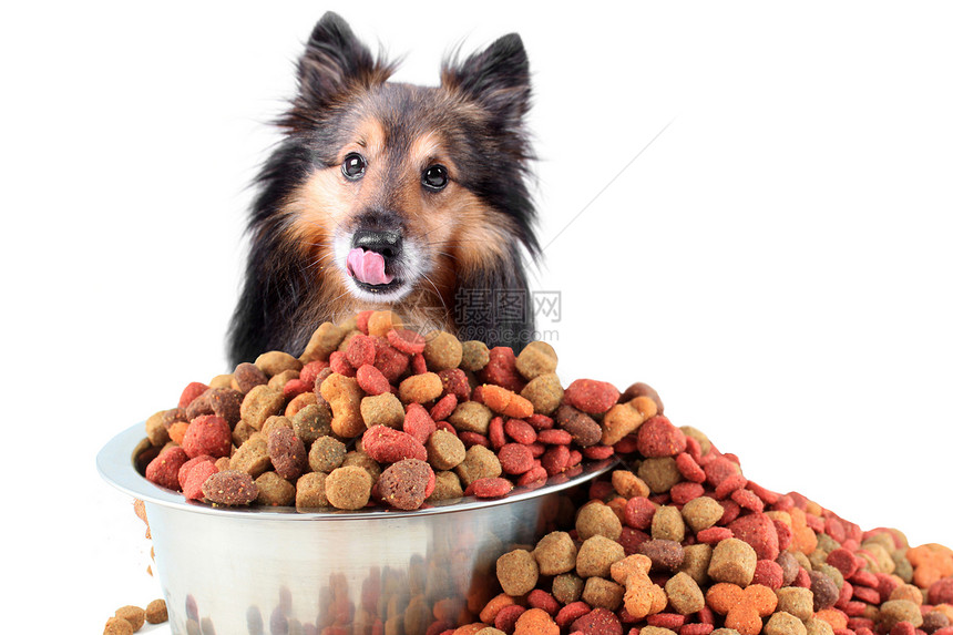 雪蒂和狗食物碗图片