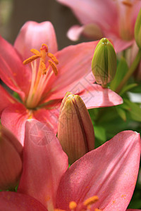 绿色对勾小图标亚洲百合的年轻芽灯泡花粉树叶花瓣发芽粉色绿色图标花园植物背景