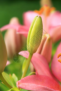 绿色对勾小图标亚洲百合的年轻芽花瓣发芽图标绿色树叶花园粉色灯泡背景