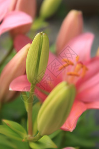 南方电网小图标亚洲百合的年轻芽发芽灯泡图标花园粉色树叶绿色花瓣背景